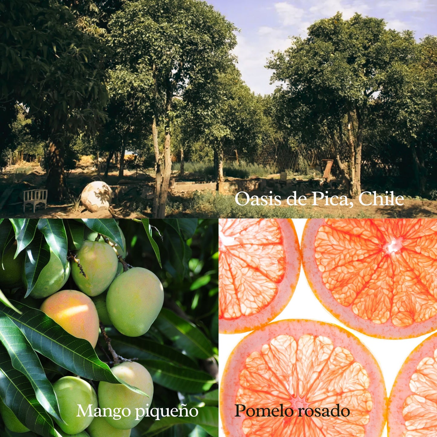 Difusor Colgante Del Oasis - Mango y Pomelo