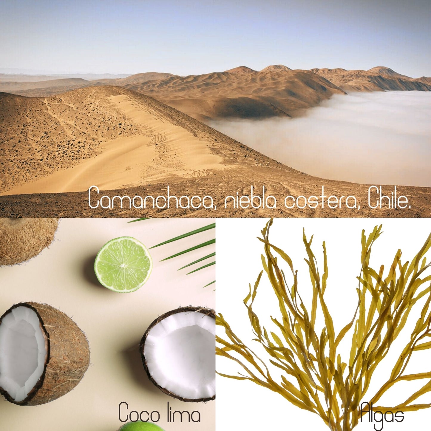 Difusor de Varillas Camanchaca - Coco, Algas y Lima