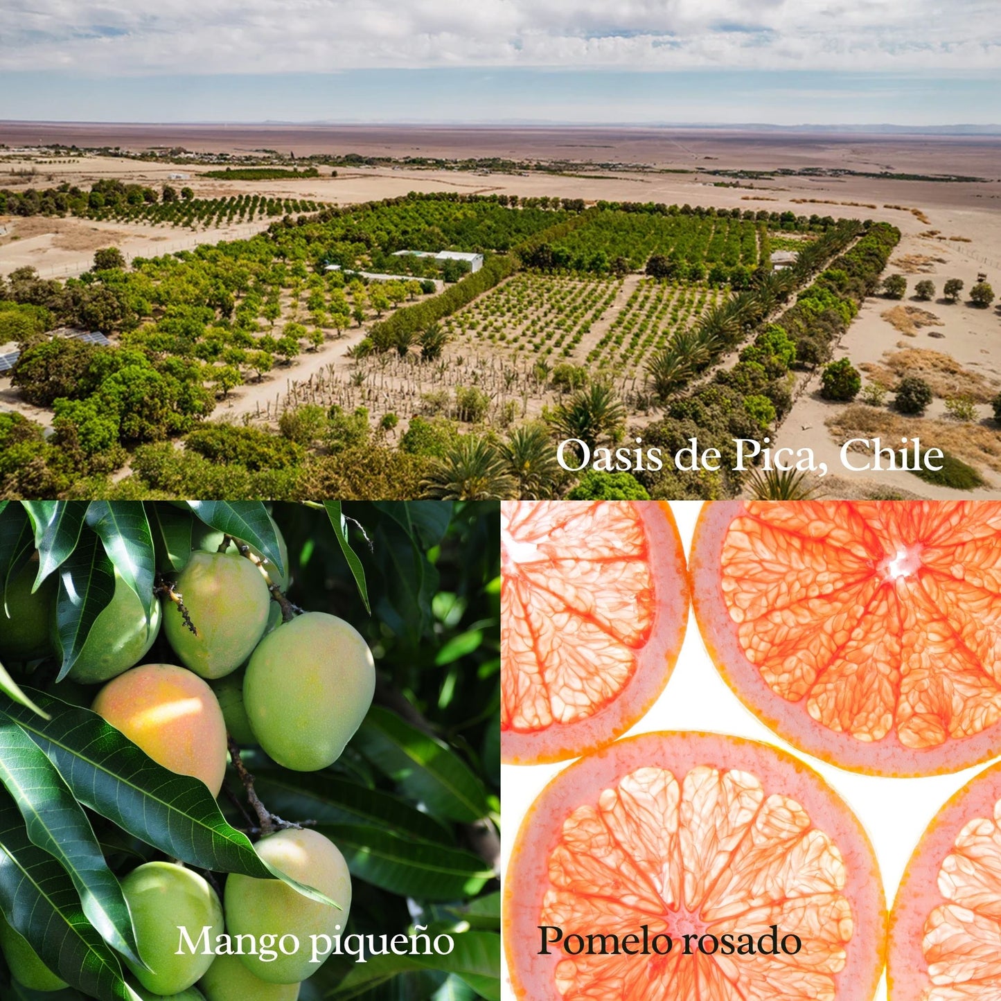 Difusor de Varillas Oasis - Mango y Pomelo