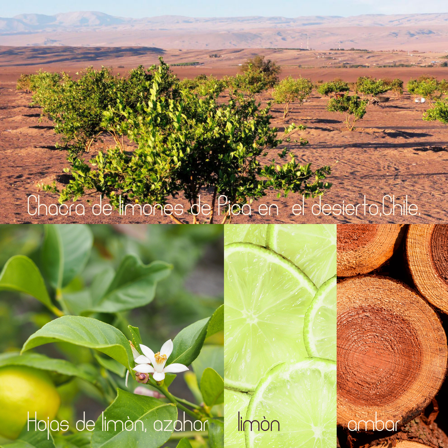 Difusor de Varillas Chacra de Limoneros - Hoja de limón y cedro